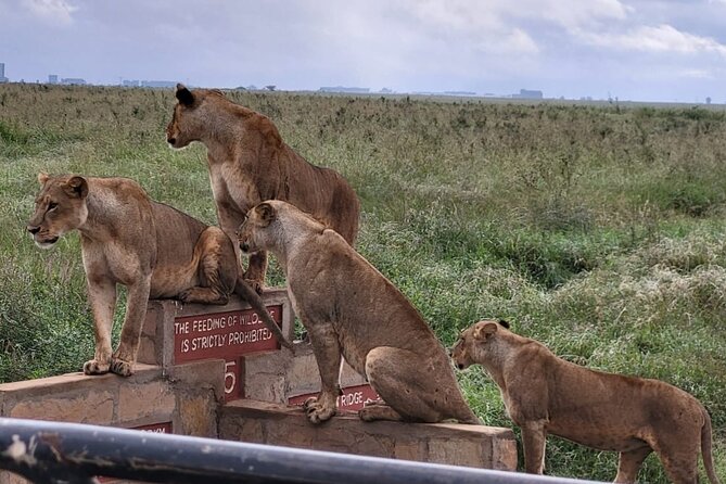 Nairobi National Park Daily Game Drives - Getting Oriented Before the Four-Hour Game Drive