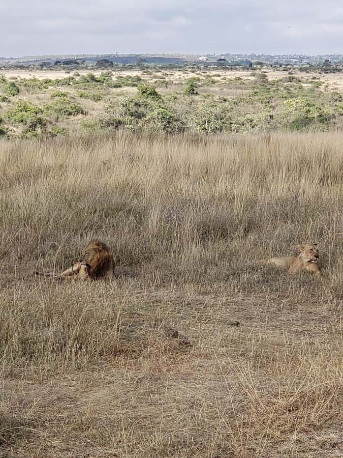 Nairobi National Park Day Guided Tour - Why Nairobi National Park works as a half-day safari