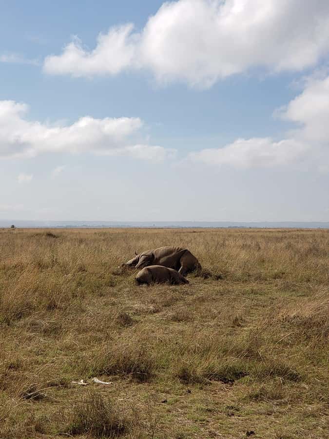 Nairobi National Park Day Guided Tour - Game viewing from 7:15 until noon