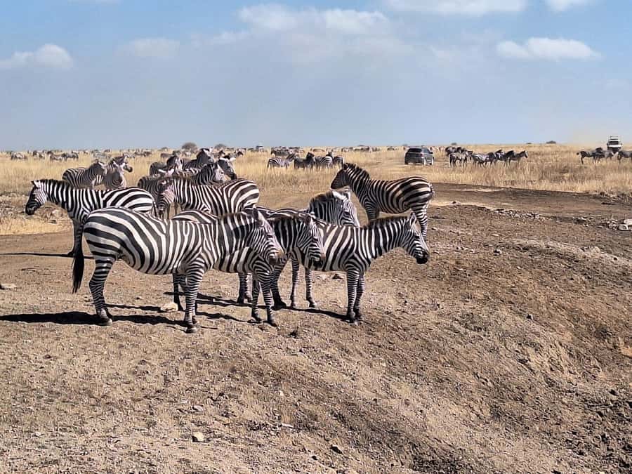 Nairobi National Park Day Guided Tour - The Ivory Burning Monument and the park’s larger message