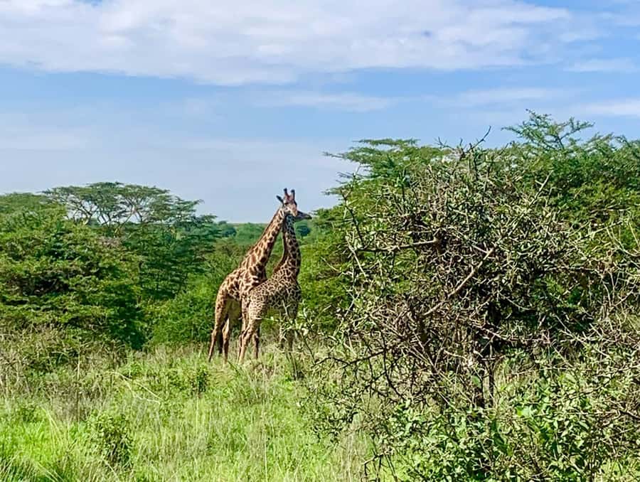 Nairobi National Park Day Guided Tour - Hippo pools and walking trails for an extra fee