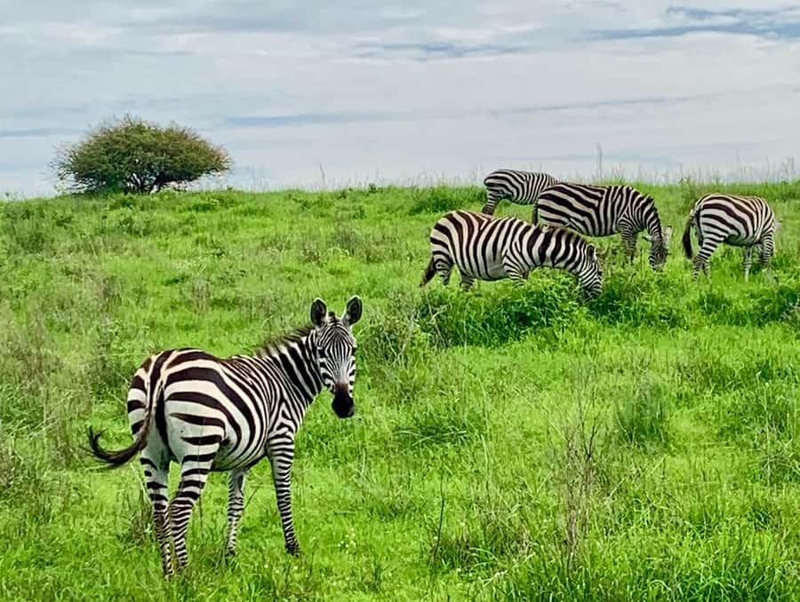 Nairobi National Park Day Guided Tour - Should you book the Nairobi National Park tour?