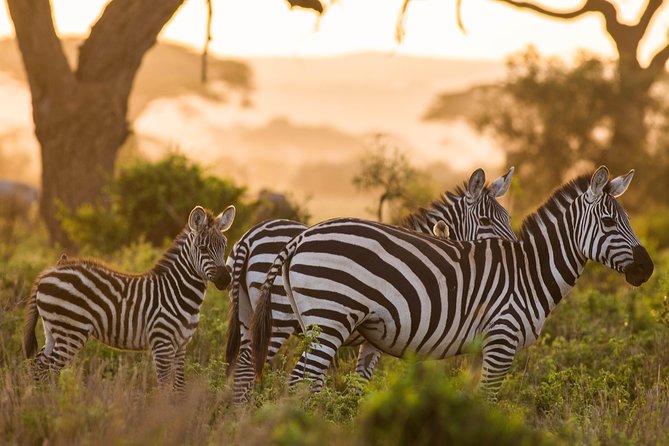 Nairobi National Park Day Tour - Why Nairobi National Park works as a half-day safari