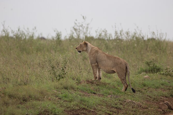 Nairobi National Park Day Tour - Four hours among lions, rhinos, and birdlife