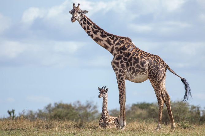 Nairobi National Park Day Tour - What the private vehicle changes