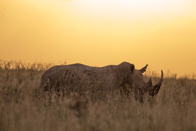 Nairobi National Park Day Tour - Walking trails, picnic sites, and campsites