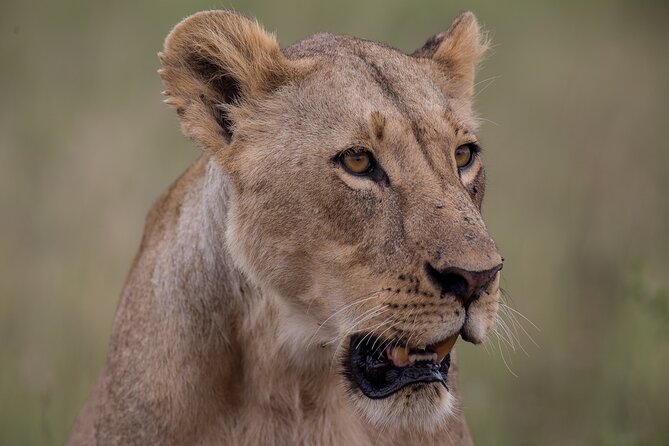 Nairobi National Park Day Tour - The 6:00 am start and meeting point