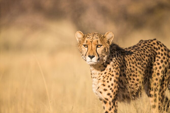 Nairobi: National Park Early Morning or Afternoon Game Drive - Why Nairobi National Park works for a short visit