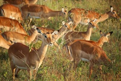 National Park Early Morning or Afternoon Game Drive
