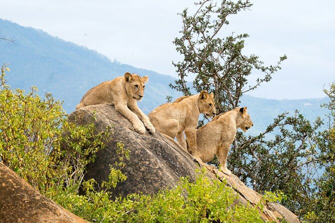 Nairobi: National Park Early Morning or Afternoon Game Drive - Three hours of focused wildlife searching
