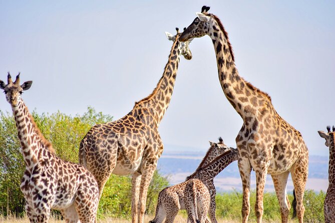 Nairobi: National Park Early Morning or Afternoon Game Drive - What the $30 price really means