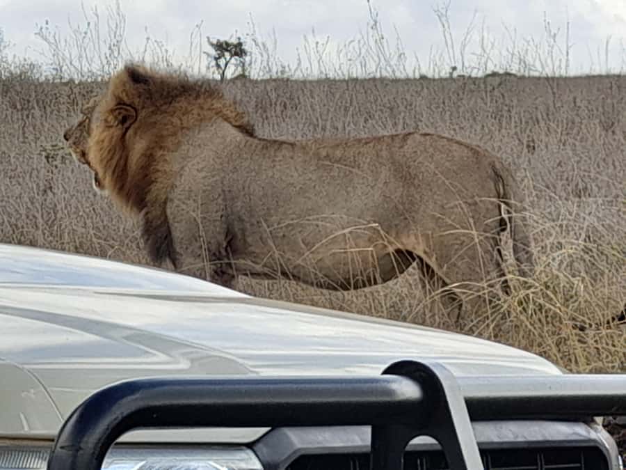 Nairobi: National Park Early Morning or Afternoon Game Drive - Early morning or afternoon: how to choose