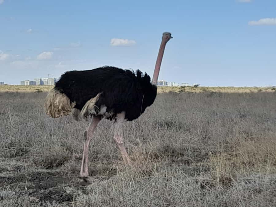 Nairobi: National Park Early Morning or Afternoon Game Drive - Photography from the pop-up roof van