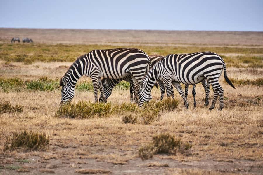 Nairobi: National Park Early Morning or Afternoon Tour - Key points before you book