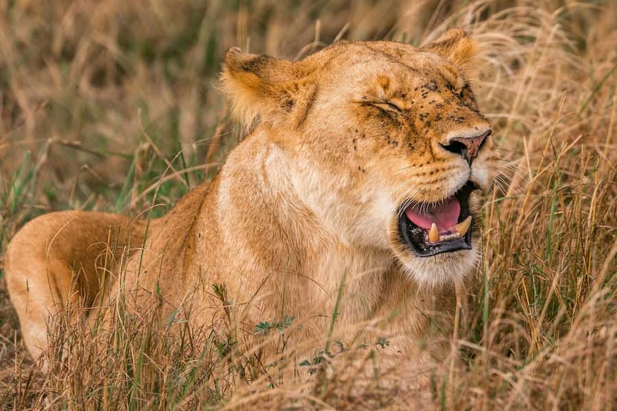Nairobi: National Park Early Morning or Afternoon Tour - Why Nairobi National Park makes sense for a short visit