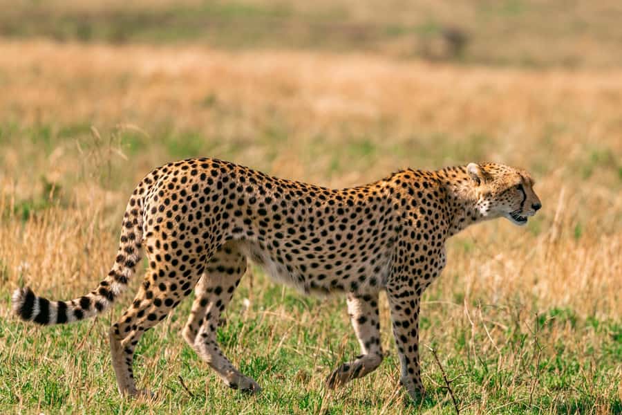 Nairobi: National Park Early Morning or Afternoon Tour - What the animal sightings are really like