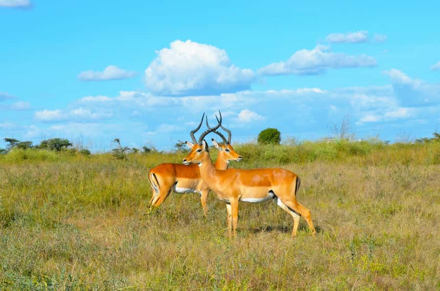 Nairobi: National Park Early Morning or Afternoon Tour - How the guide affects the day