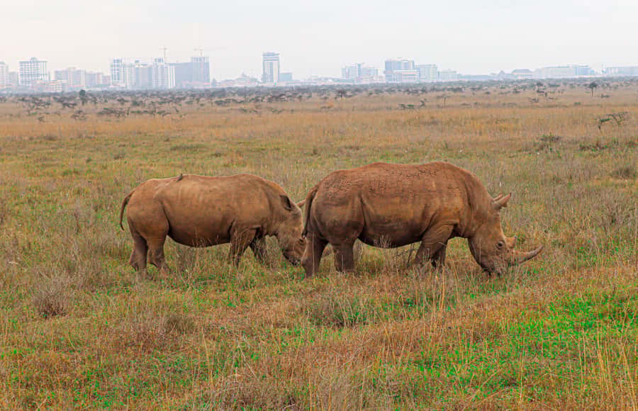 Nairobi National Park: & Elephant Orphanage 4X4 Jeep Tour - Key points before you book
