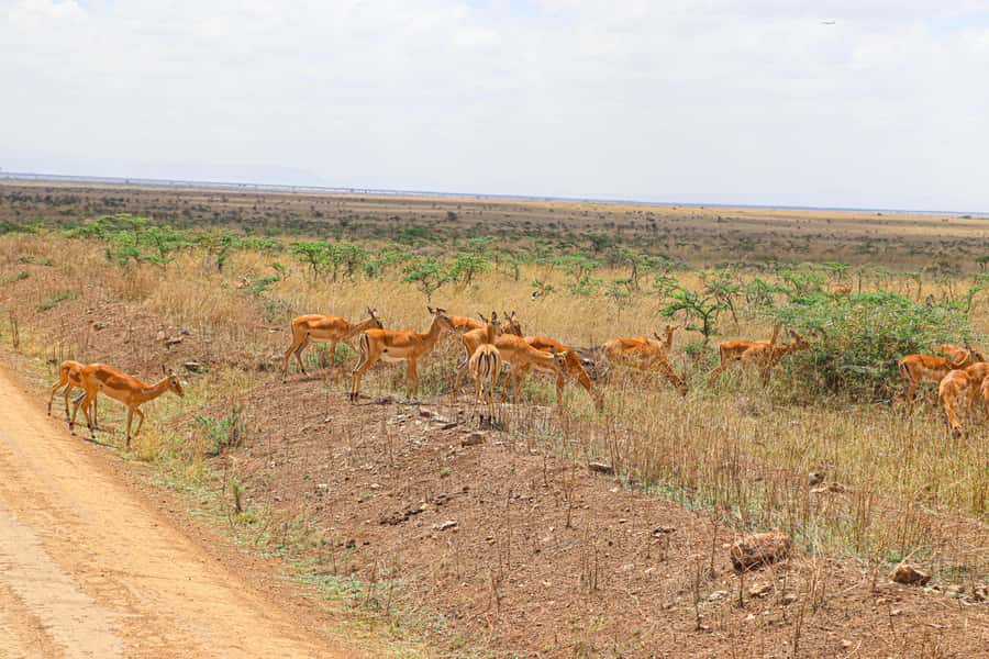 Nairobi National Park: & Elephant Orphanage 4X4 Jeep Tour - Why Nairobi National Park makes a strong half-day safari