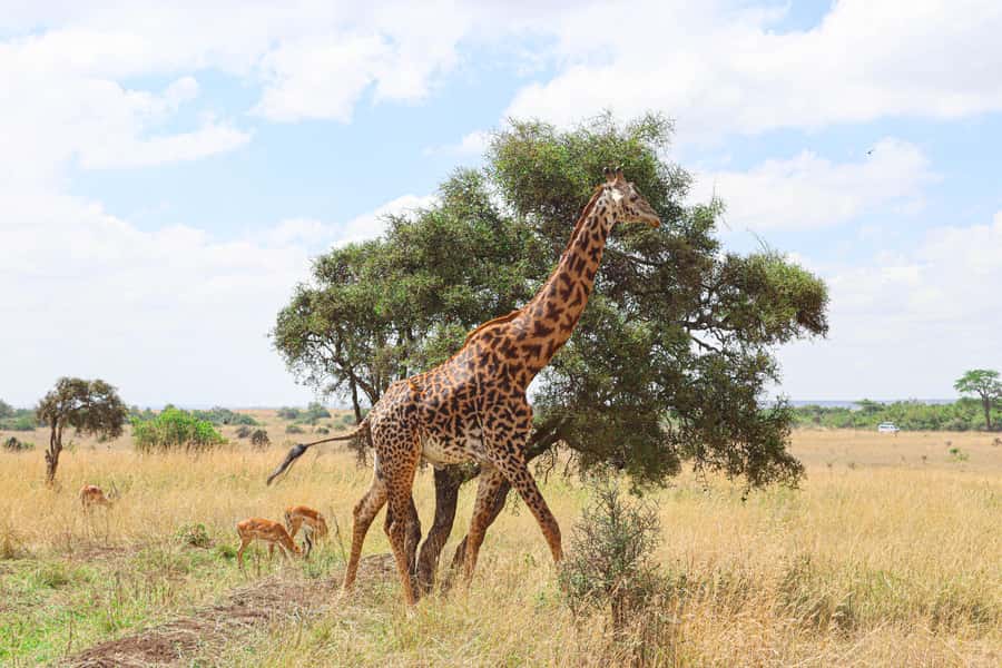 Nairobi National Park: & Elephant Orphanage 4X4 Jeep Tour - At the gate: allow time for entry