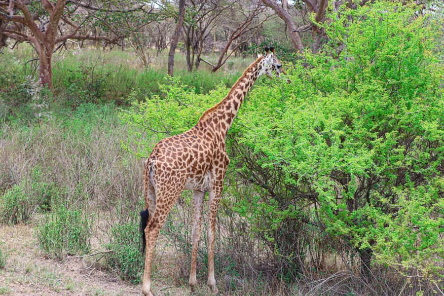 Nairobi National Park: & Elephant Orphanage 4X4 Jeep Tour - Four to six hours among lions, rhinos, and giraffes