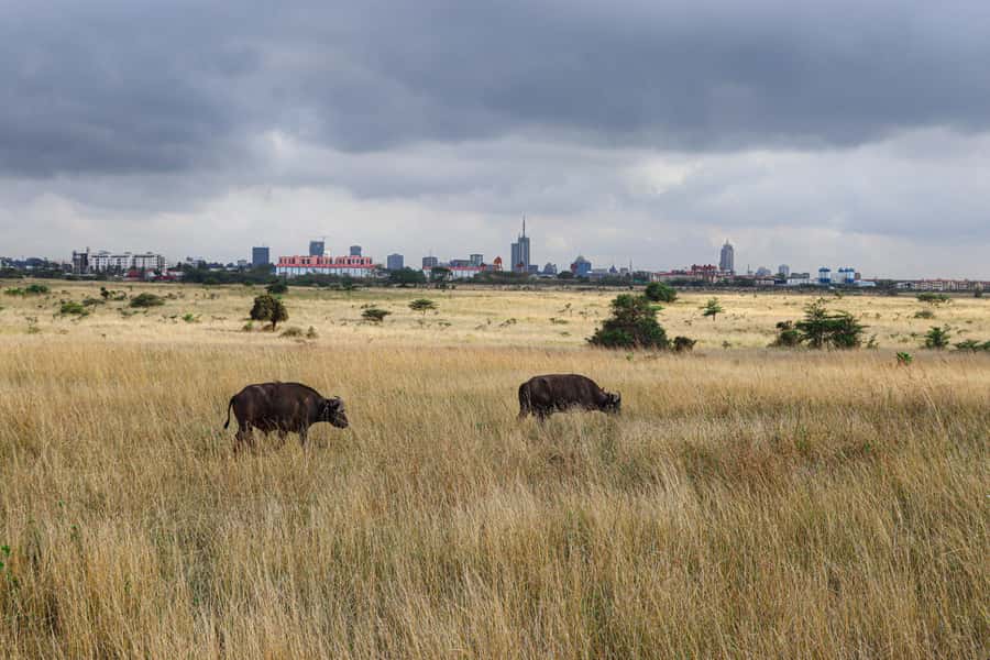 Nairobi National Park: & Elephant Orphanage 4X4 Jeep Tour - The ivory monument and Nairobi’s unusual safari backdrop