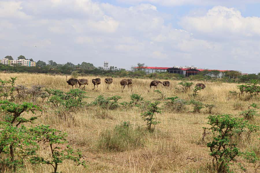 Nairobi National Park: & Elephant Orphanage 4X4 Jeep Tour - Adding the Elephant Orphanage without a last-minute surprise