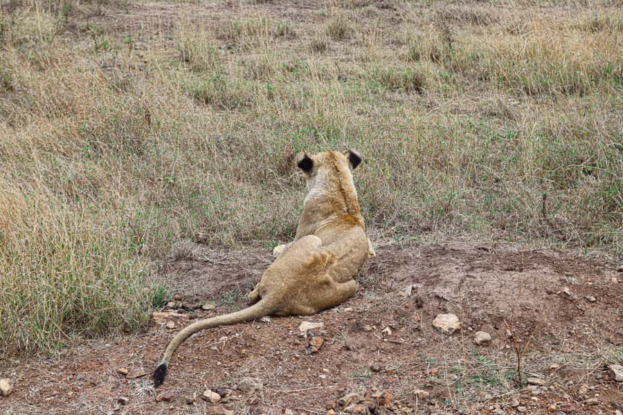 Nairobi National Park: & Elephant Orphanage 4X4 Jeep Tour - What the $130 price really covers