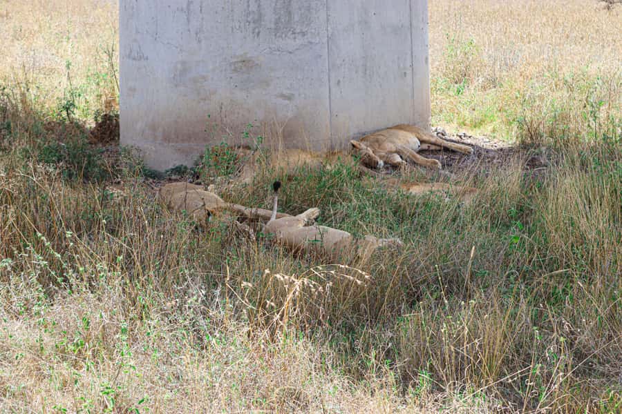 Nairobi National Park: & Elephant Orphanage 4X4 Jeep Tour - Practical tips for a better morning