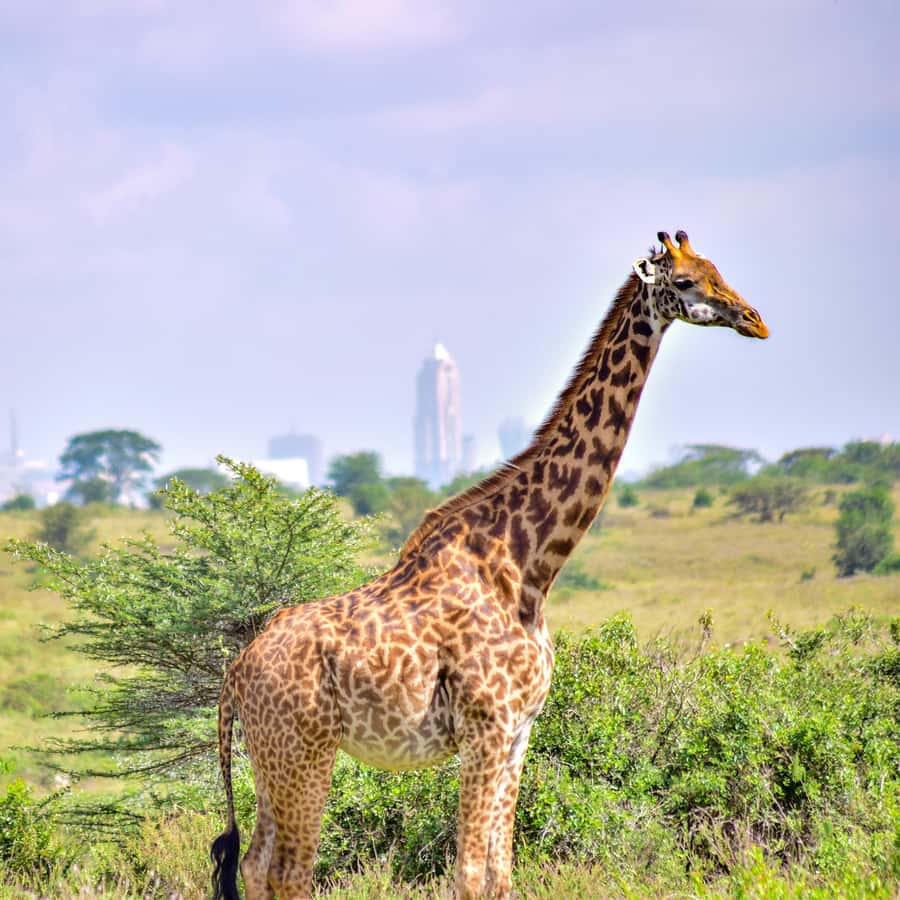 Nairobi National Park: & Elephant Orphanage 4X4 Jeep Tour - The morning pickup and ride into the park