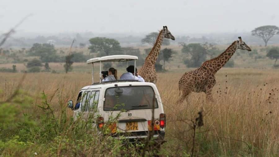 Nairobi National Park, Elephant Orphanage and Giraffe Center - Key points to know before booking