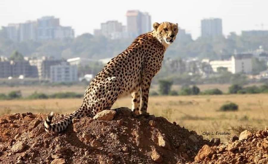Nairobi National Park, Elephant Orphanage and Giraffe Center - Why this Nairobi combination works
