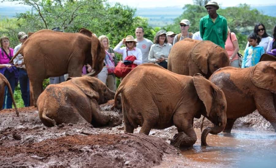 Nairobi National Park, Elephant Orphanage and Giraffe Center - Three hours inside Nairobi National Park