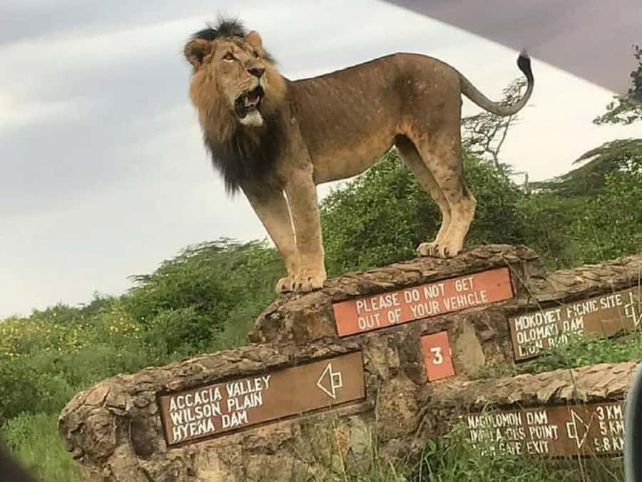 Nairobi National Park, Elephant Orphanage and Giraffe Center - What the David Sheldrick Wildlife Trust adds