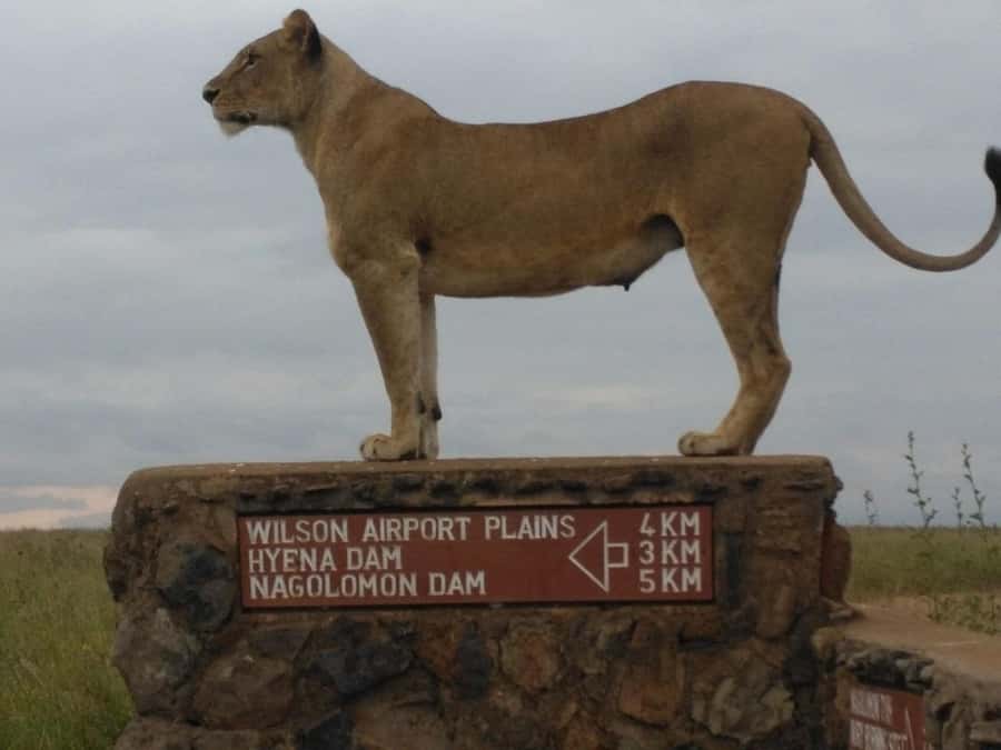 Nairobi National Park, Elephant Orphanage and Giraffe Center - Practical advice for a smoother day