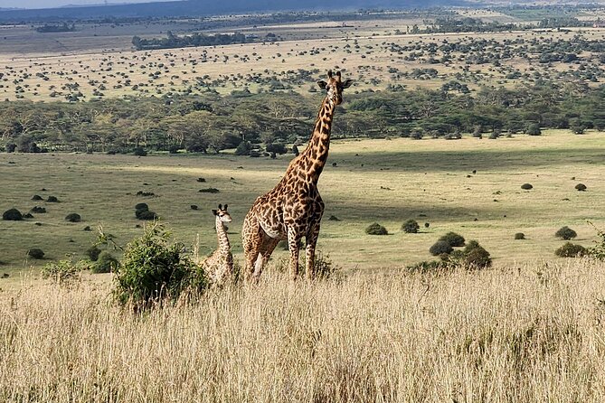Nairobi National Park, Elephant Orphanage and Giraffe Center Tour - Why Nairobi National Park makes this tour work