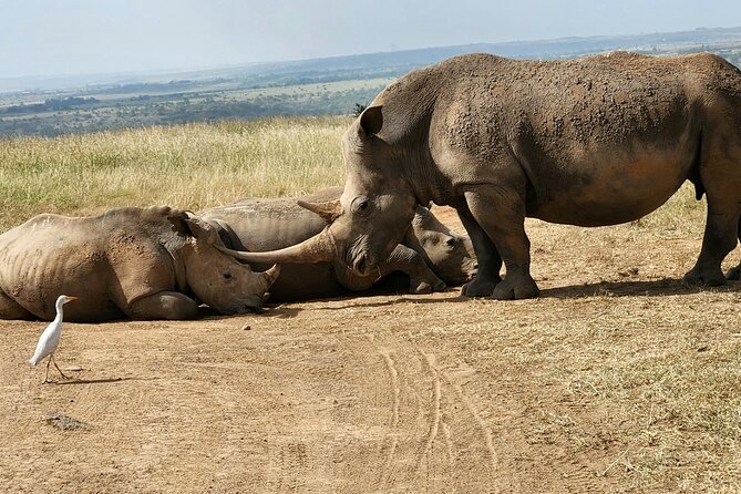 Nairobi National Park, Elephant Orphanage and Giraffe Center Tour - Is $85 a good value?