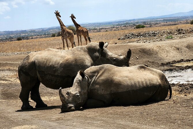 Nairobi National Park, Elephant Orphanage and Giraffe Center Tour - Timing, airport transfers, and the busy-day question