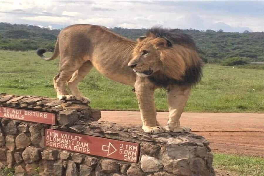 Nairobi National Park, Elephant Orphanage and Giraffe Center - Starting with pickup around Nairobi