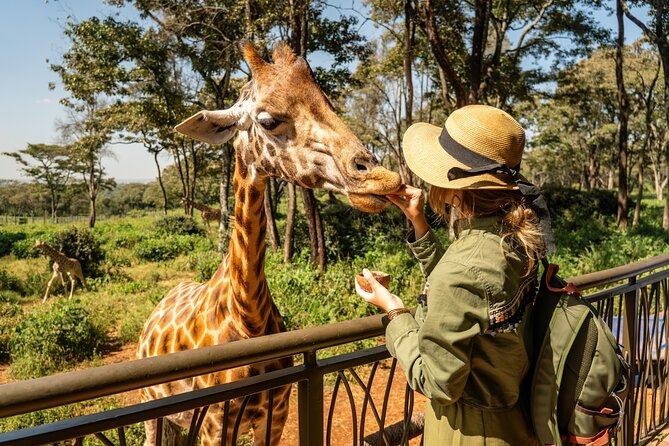 Nairobi National Park, Elephant Orphanage and Giraffe Centre - What makes this Nairobi wildlife day worth considering