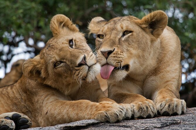 Nairobi National Park, Elephant Orphanage and Giraffe Centre - Nairobi National Park: a real safari beside the skyline