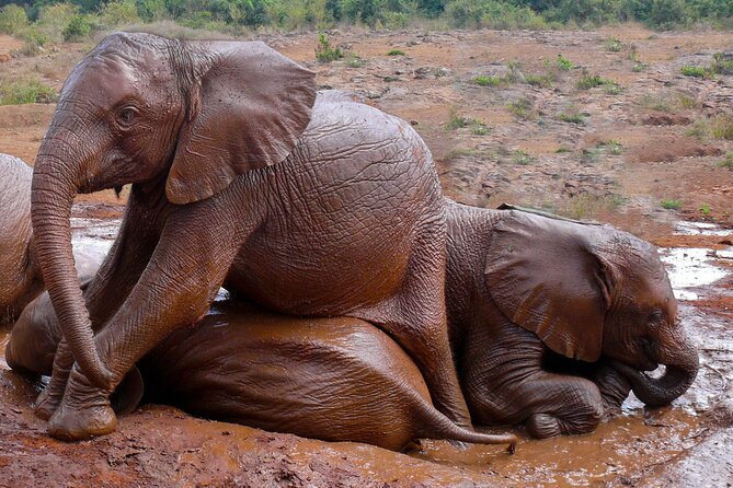 Nairobi National Park, Elephant Orphanage and Giraffe Centre - The Sheldrick elephant orphanage: an emotional but useful stop