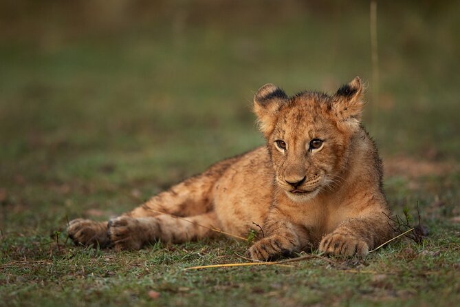 Nairobi National Park, Elephant Orphanage and Giraffe Centre - Kazuri Beads Factory adds a human side to the day