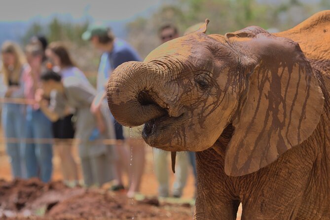 Nairobi National Park, Elephant Orphanage and Giraffe Centre - What you really pay for this experience