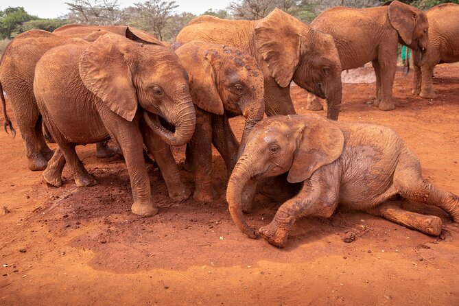 Nairobi National Park, Elephant Orphanage and Giraffe Centre - The David Sheldrick Wildlife Trust in one hour