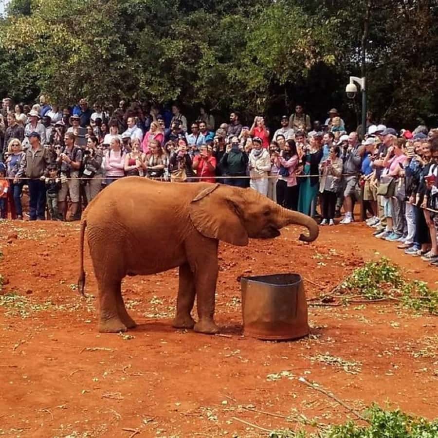Nairobi: National Park, Elephant Orphanage, and Giraffe Tour - Key points to know before you book