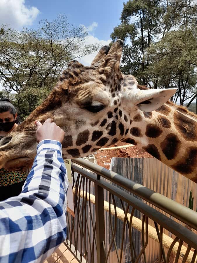 Nairobi: National Park, Elephant Orphanage, and Giraffe Tour - Nairobi National Park with skyscrapers behind the animals