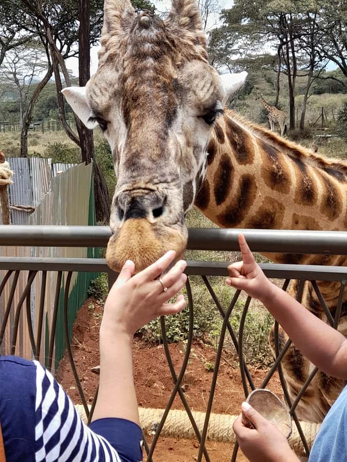 Nairobi: National Park, Elephant Orphanage, and Giraffe Tour - The real price: $195 before food