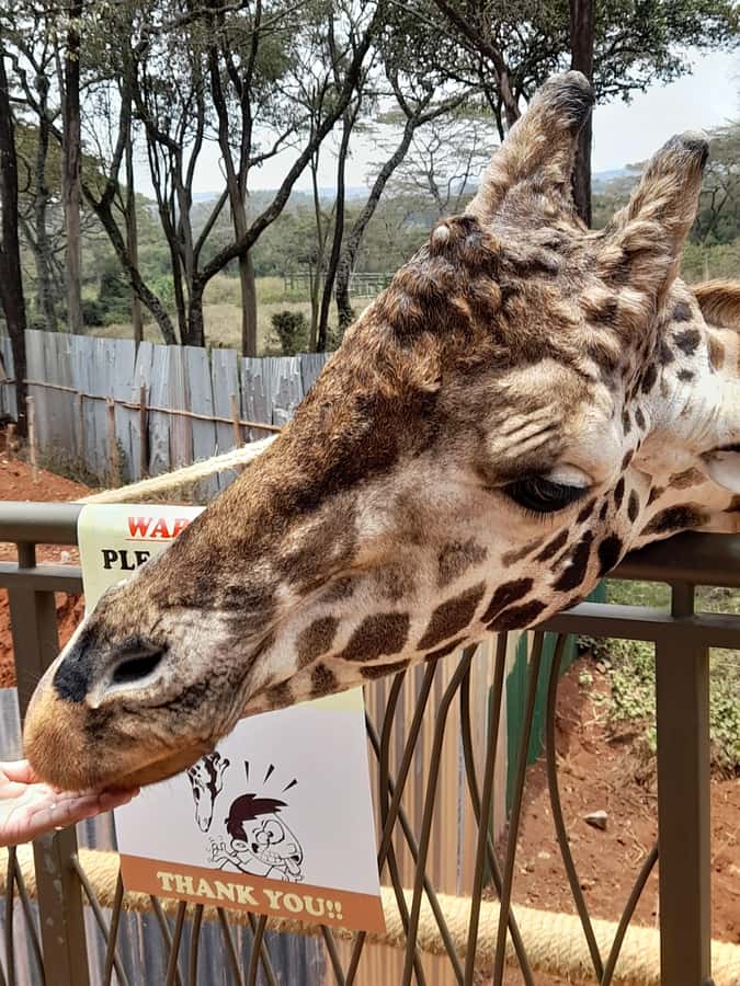 Nairobi: National Park, Elephant Orphanage, and Giraffe Tour - Pickup, vehicle, and timing