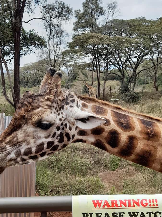 Nairobi: National Park, Elephant Orphanage, and Giraffe Tour - Who will get the most from this seven-hour route?